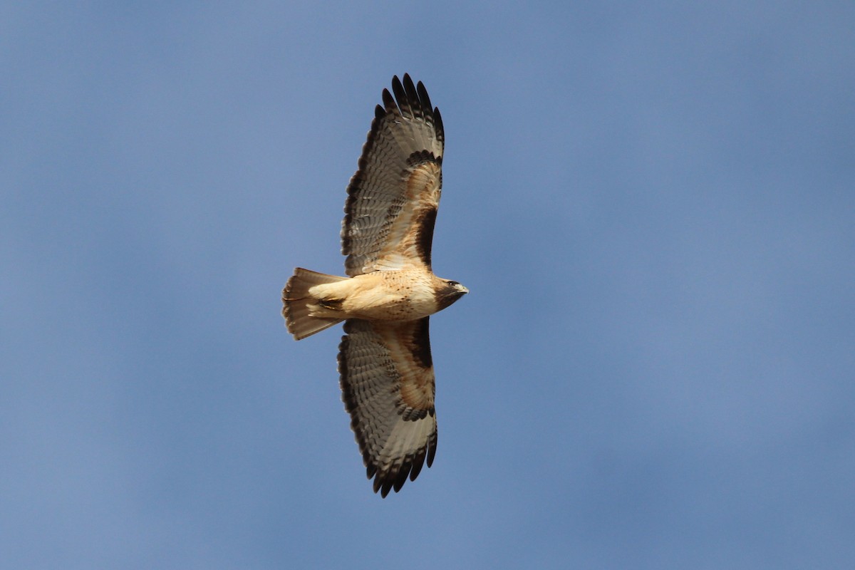 Red-tailed Hawk - ML613041250