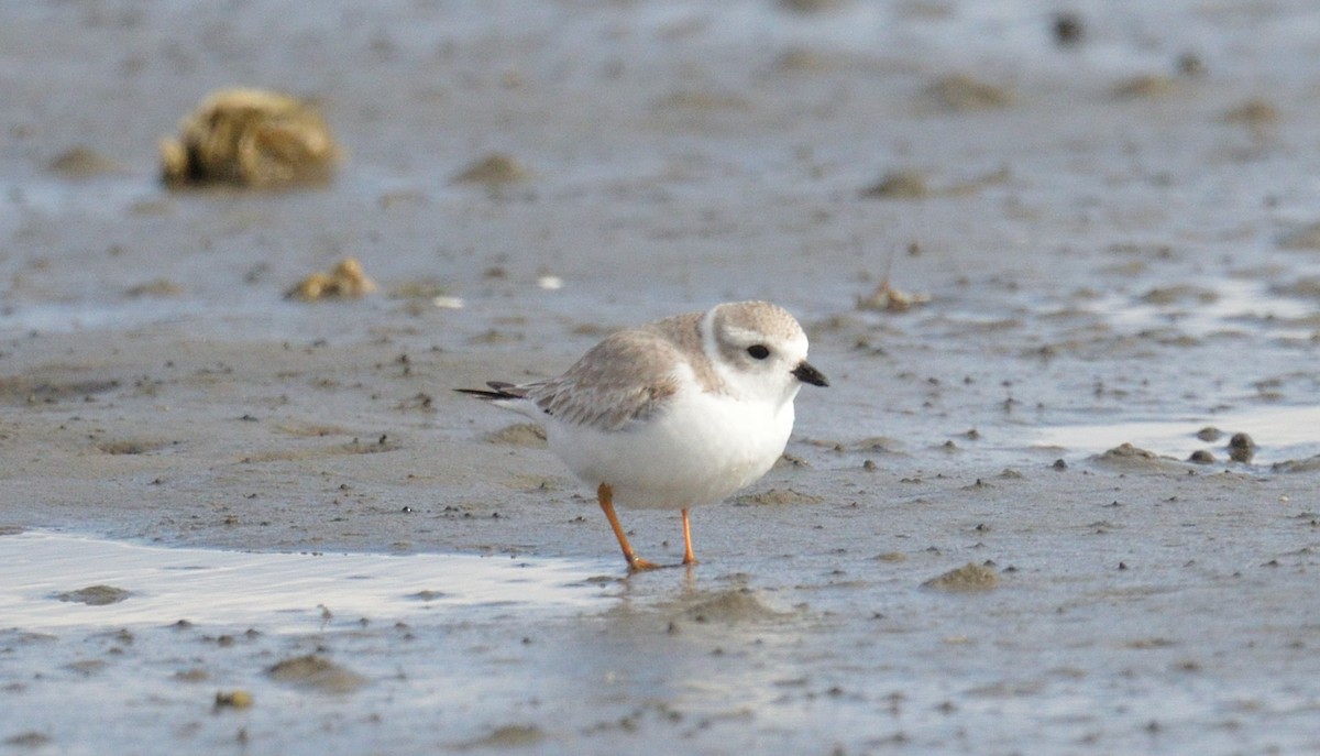 Piping Plover - ML613041252