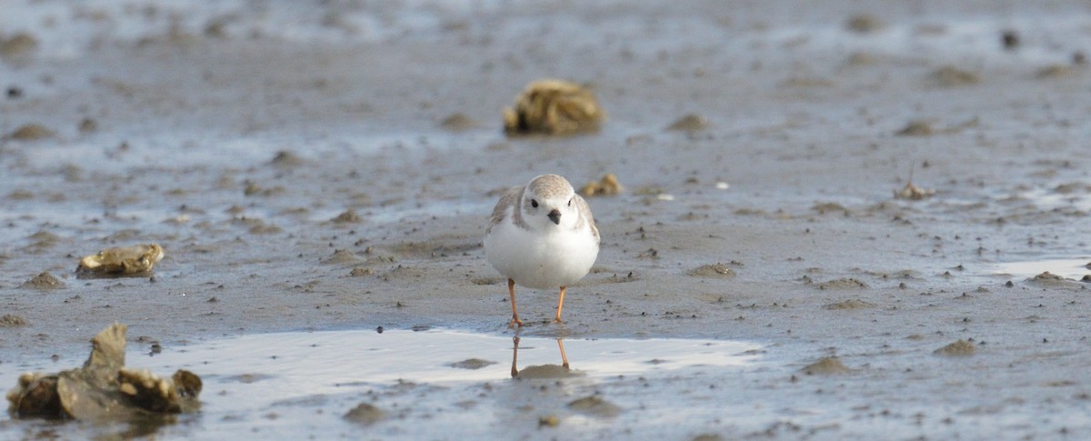 Piping Plover - ML613041253