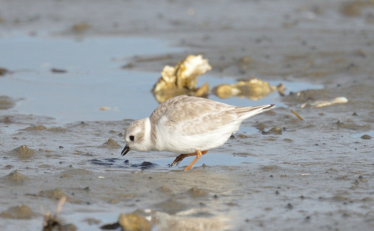 Piping Plover - ML613041254