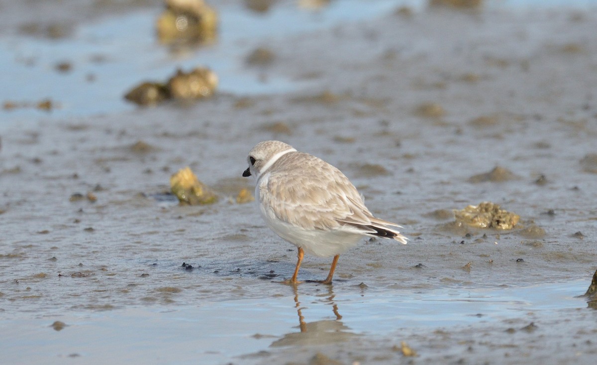 Piping Plover - ML613041255