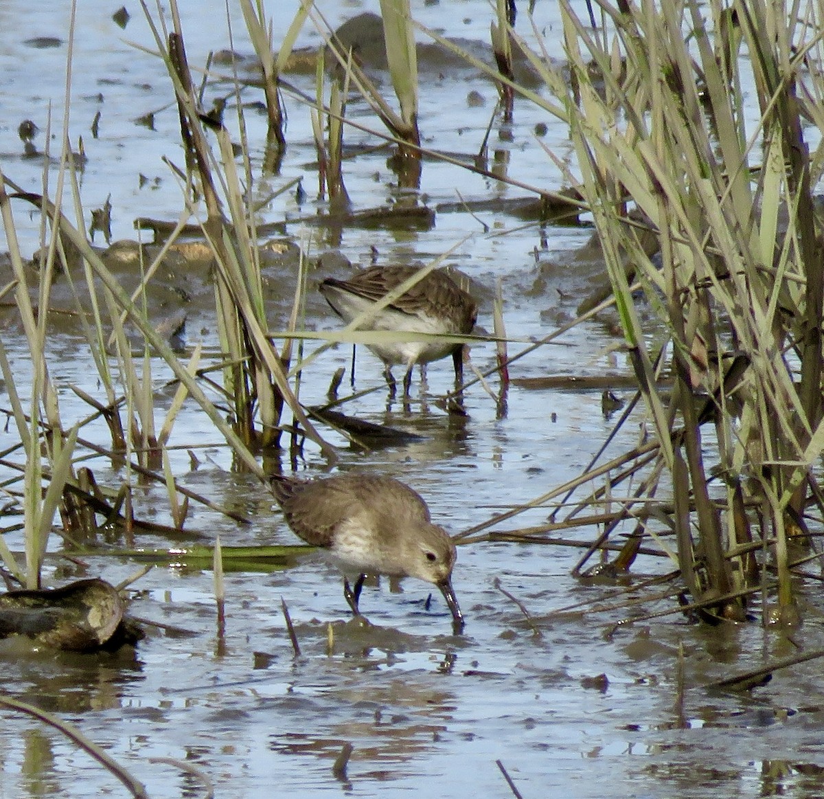 Dunlin - ML613041285