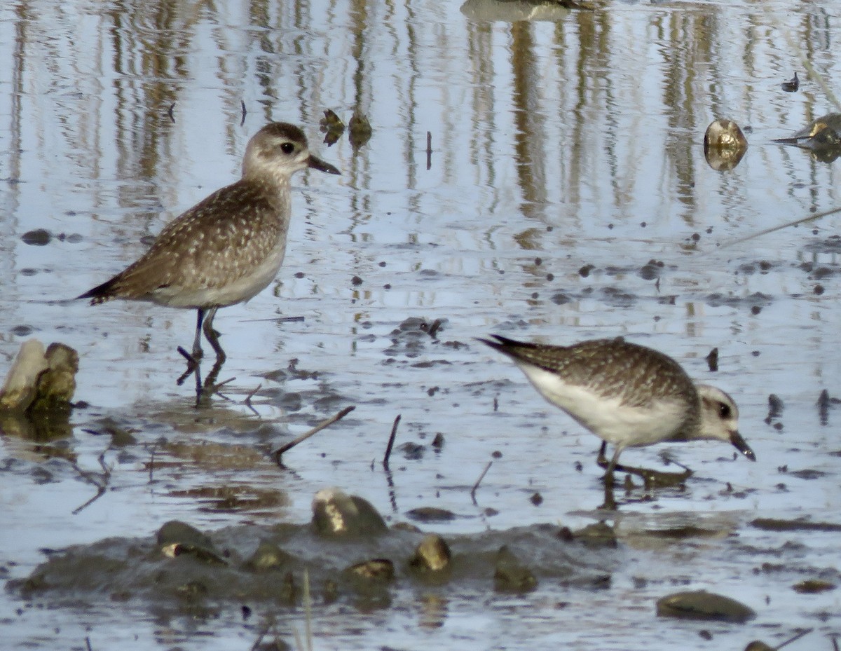 Black-bellied Plover - ML613041290