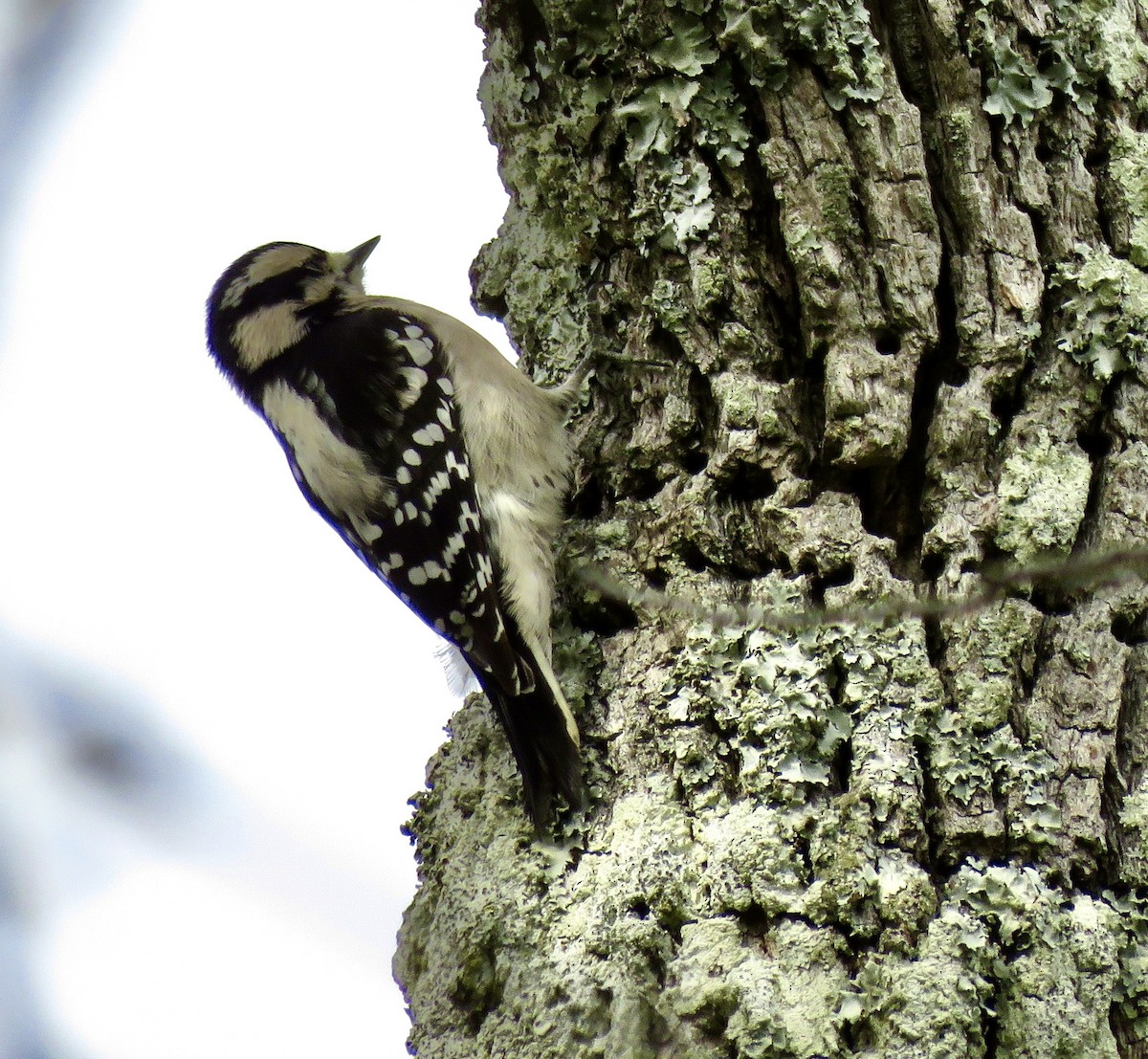 Downy Woodpecker - ML613041307