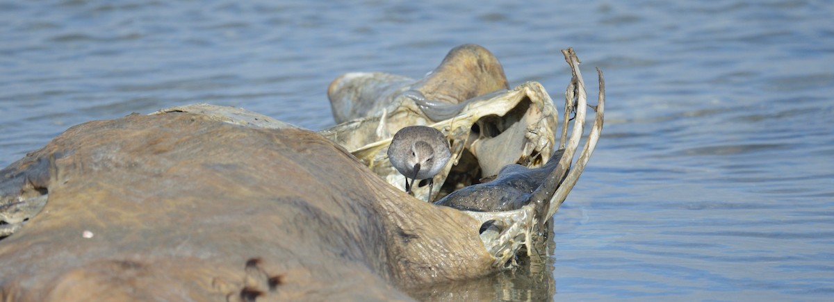 Dunlin - ML613041336