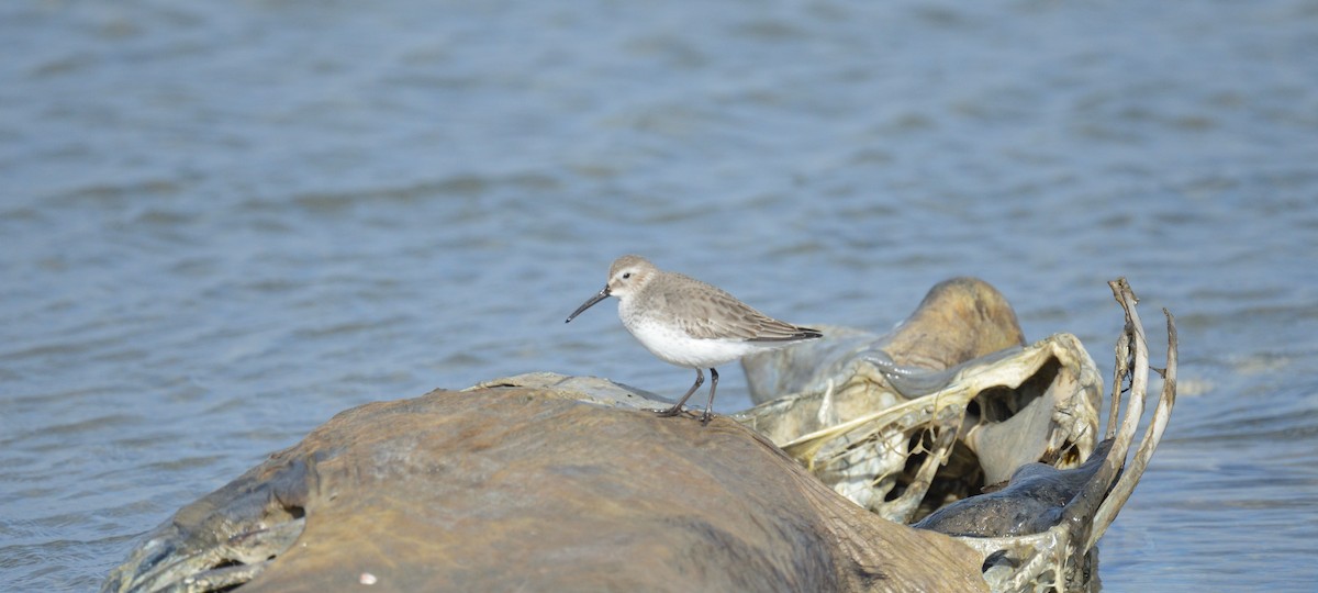 Alpenstrandläufer - ML613041338