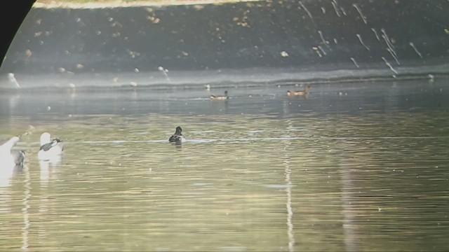 Lesser Scaup - ML613041350