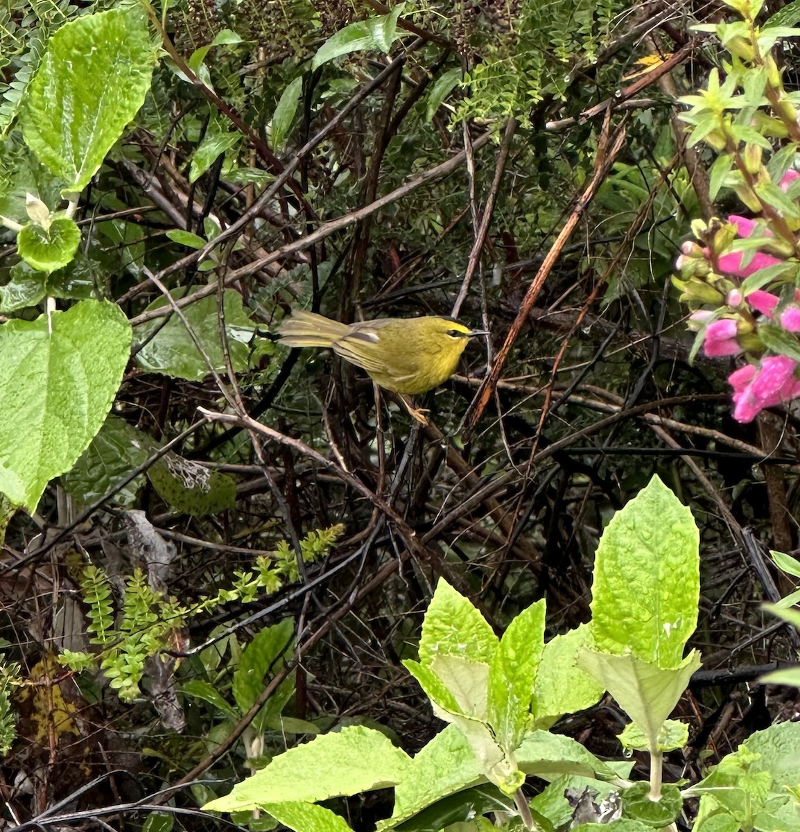 Black-crested Warbler - ML613041376