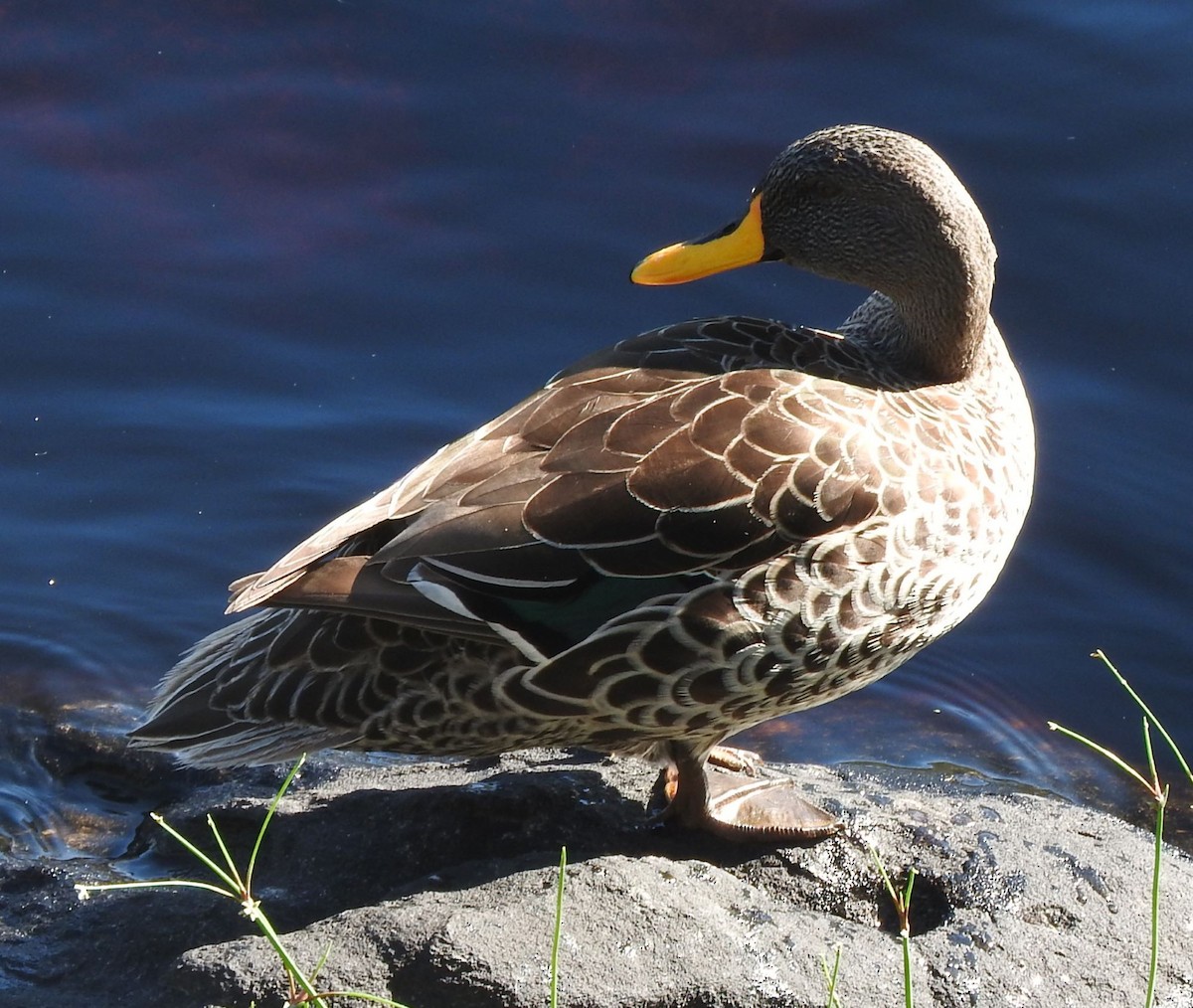 Yellow-billed Duck - ML613041467