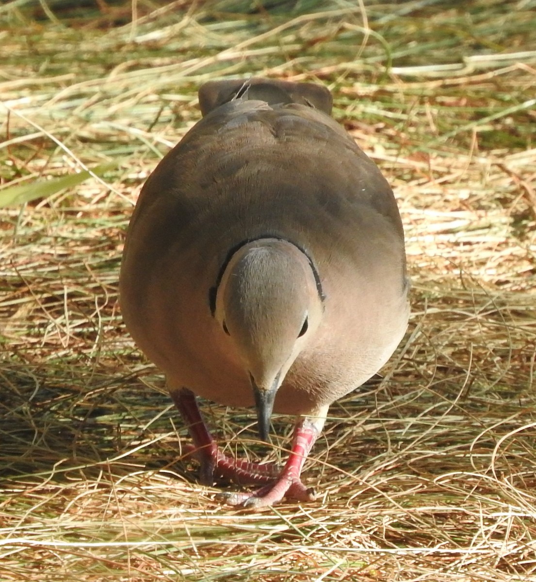Tourterelle du Cap - ML613041471