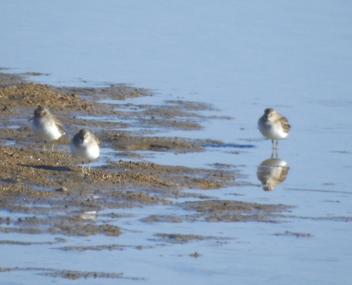 Least Sandpiper - ML613041475