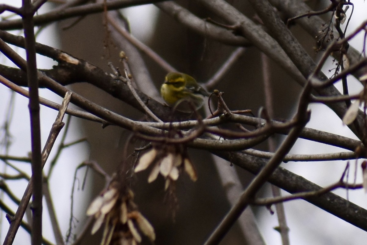 Townsend's Warbler - ML613041557