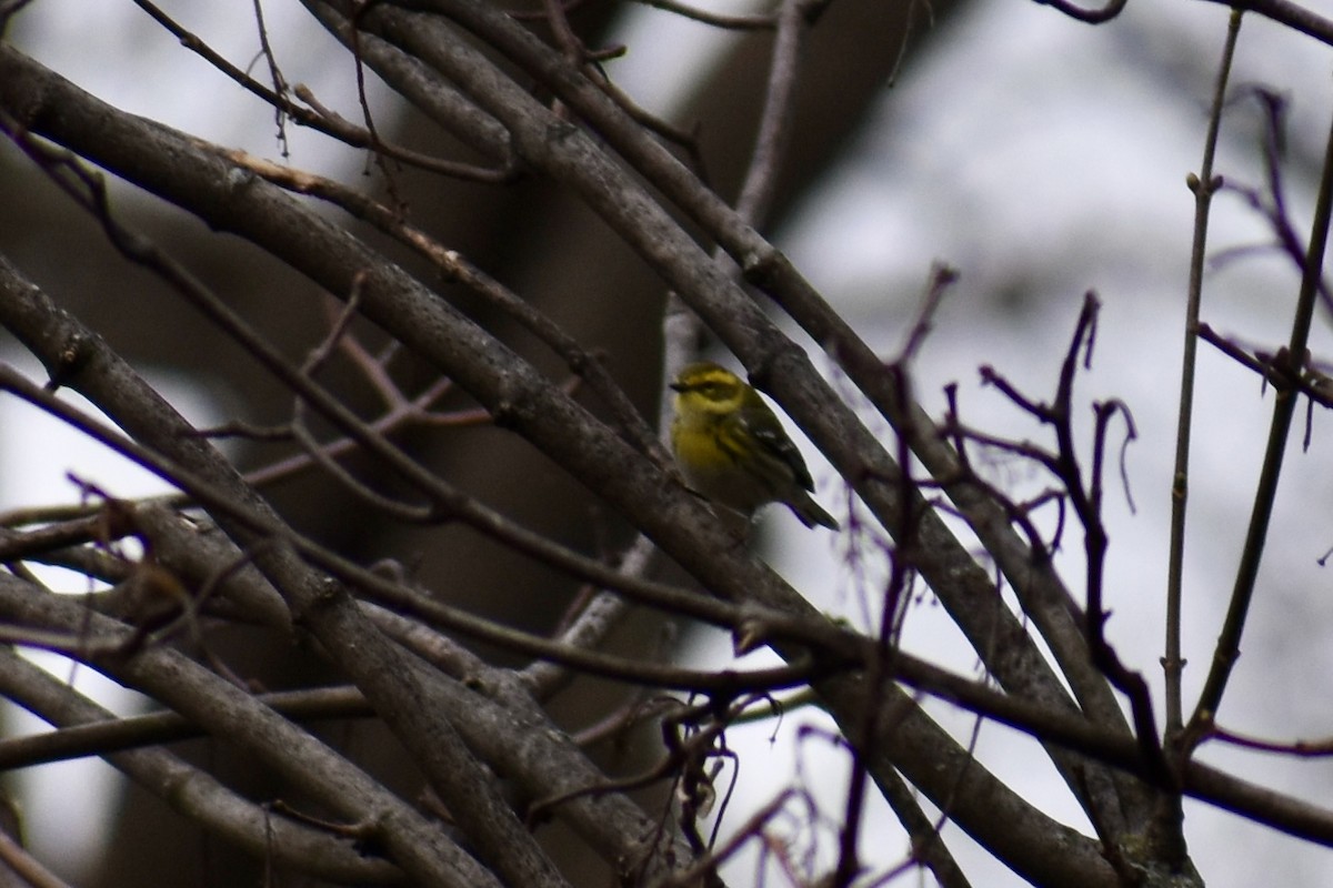 Townsend's Warbler - ML613041558