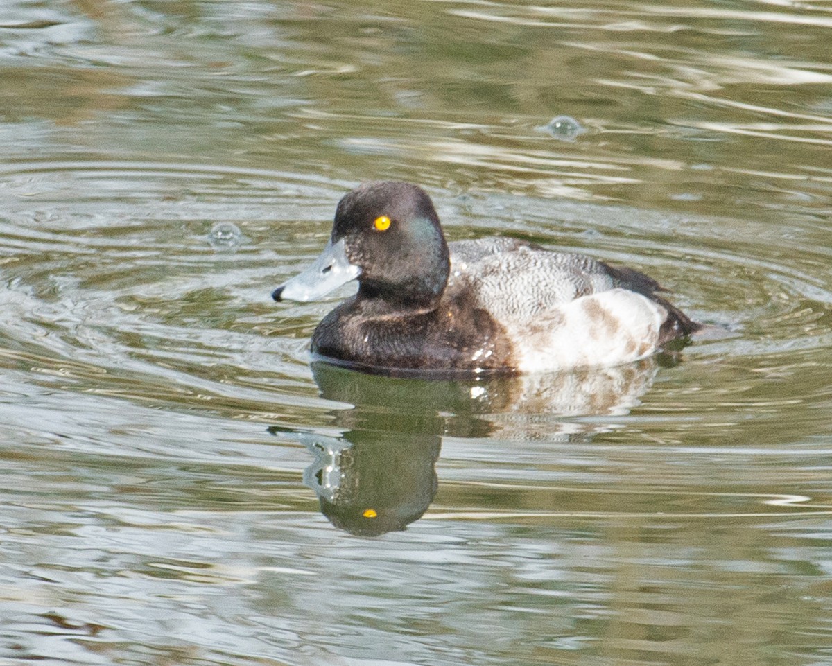 Lesser Scaup - ML613041623