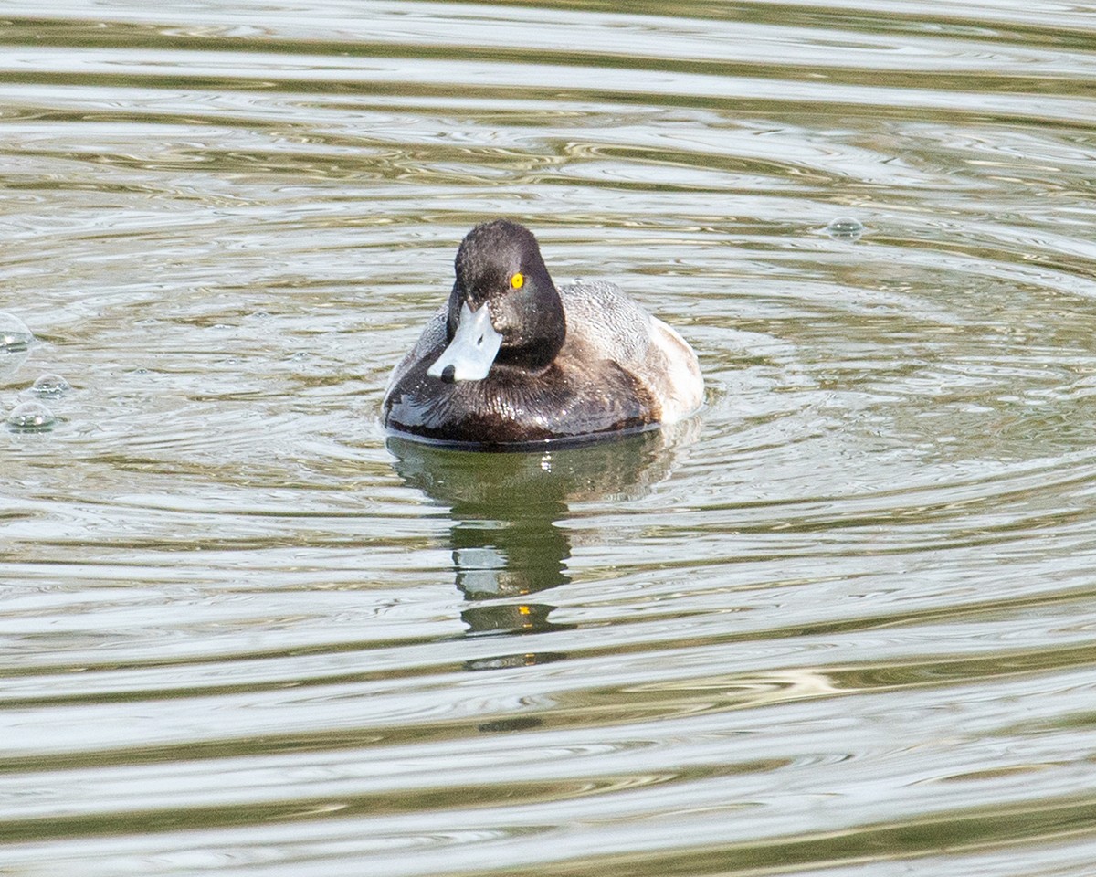 Lesser Scaup - Russ Wigh