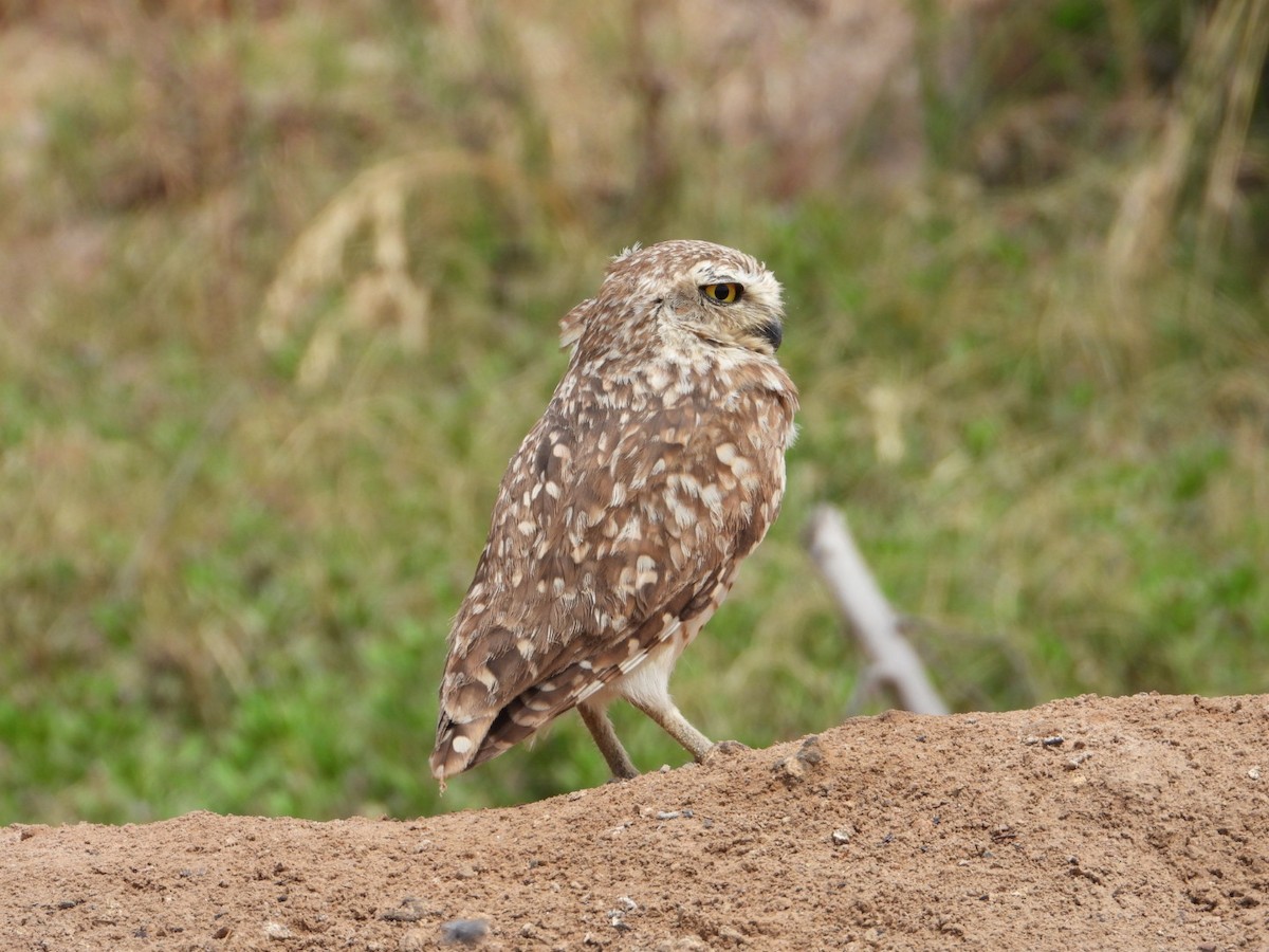 Burrowing Owl - ML613041659
