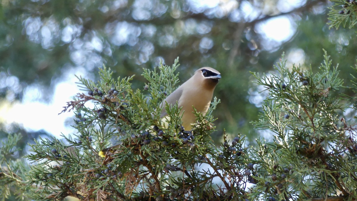 Cedar Waxwing - ML613041661