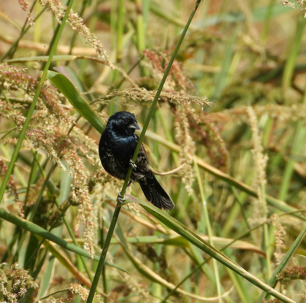 Blue-black Grassquit - ML613041683