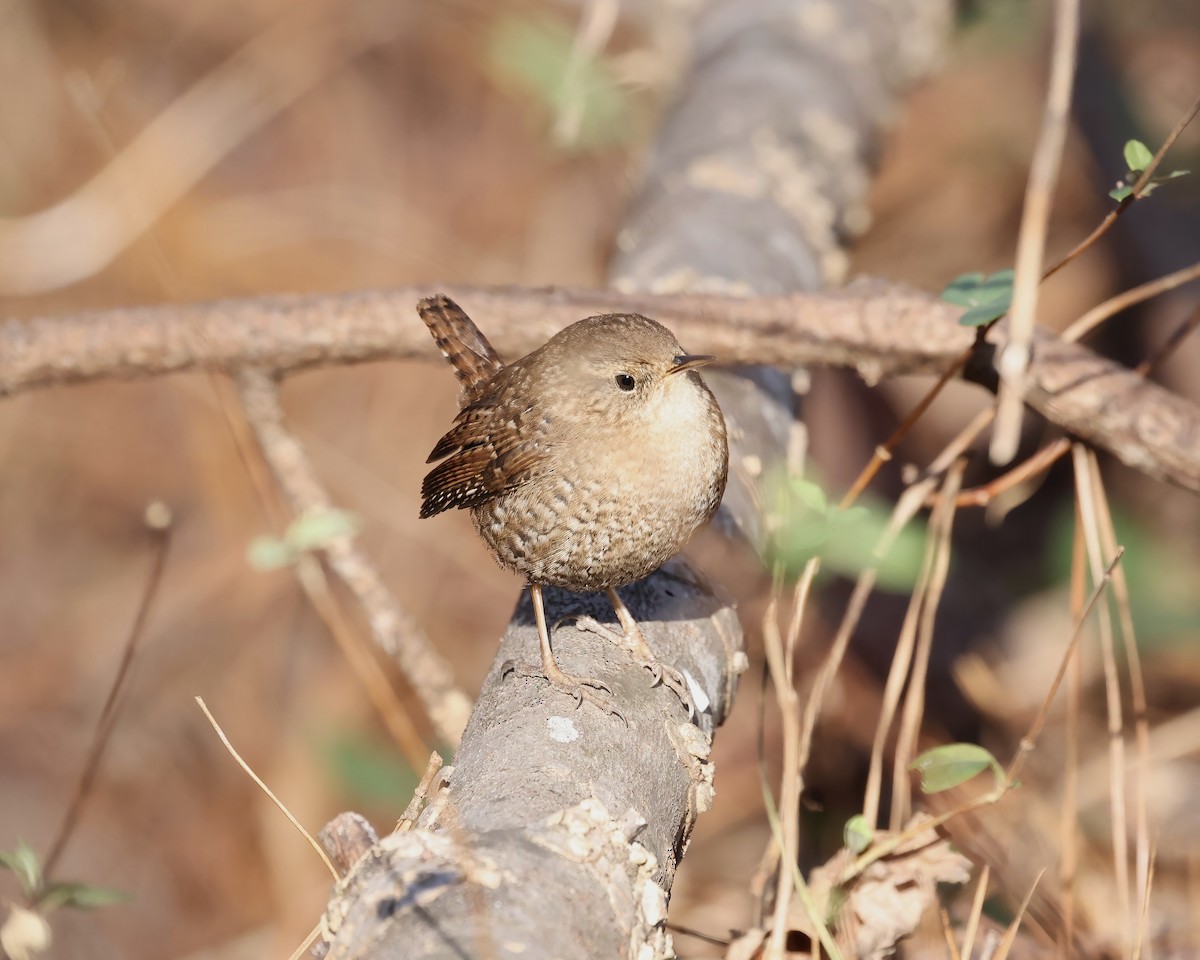 Winter Wren - ML613041705