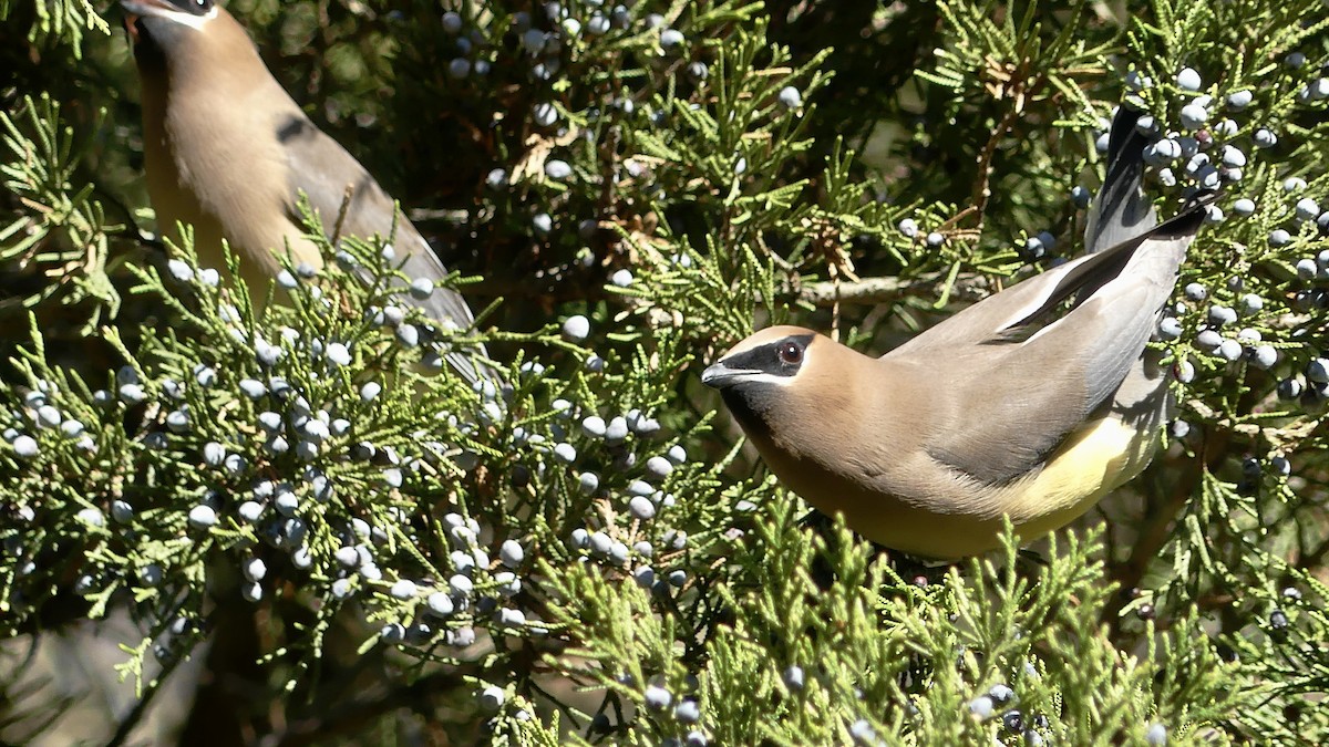 Cedar Waxwing - ML613041714