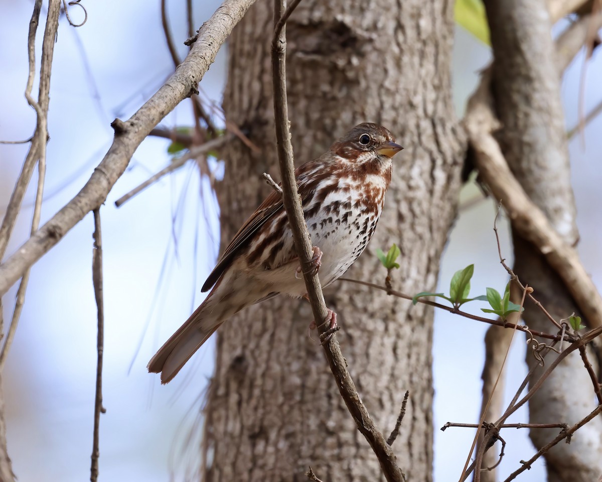 Fox Sparrow - ML613041722