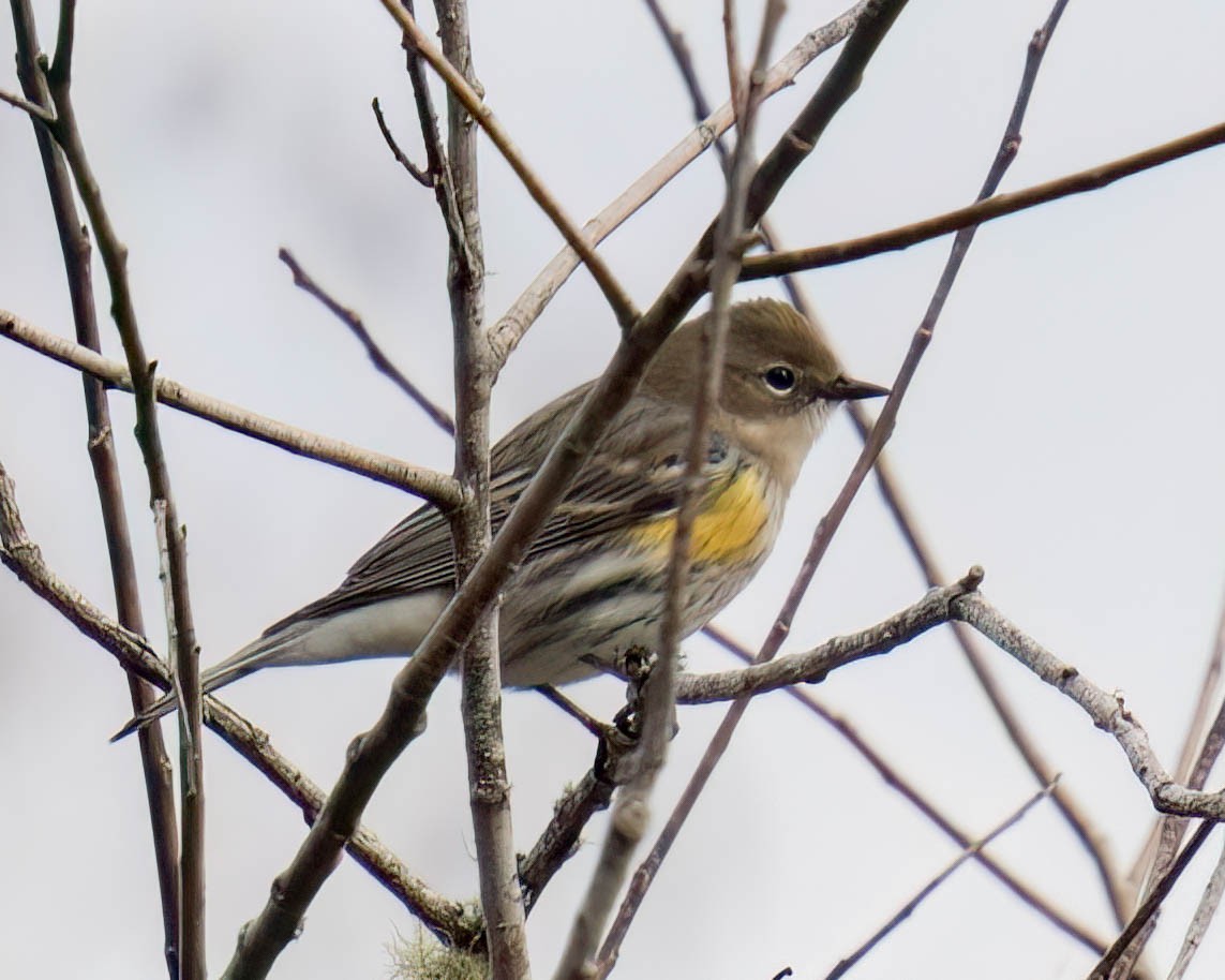 Yellow-rumped Warbler - ML613041770