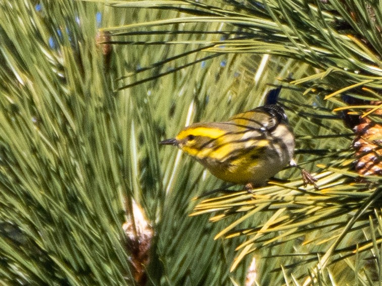 Townsend's Warbler - ML613041829