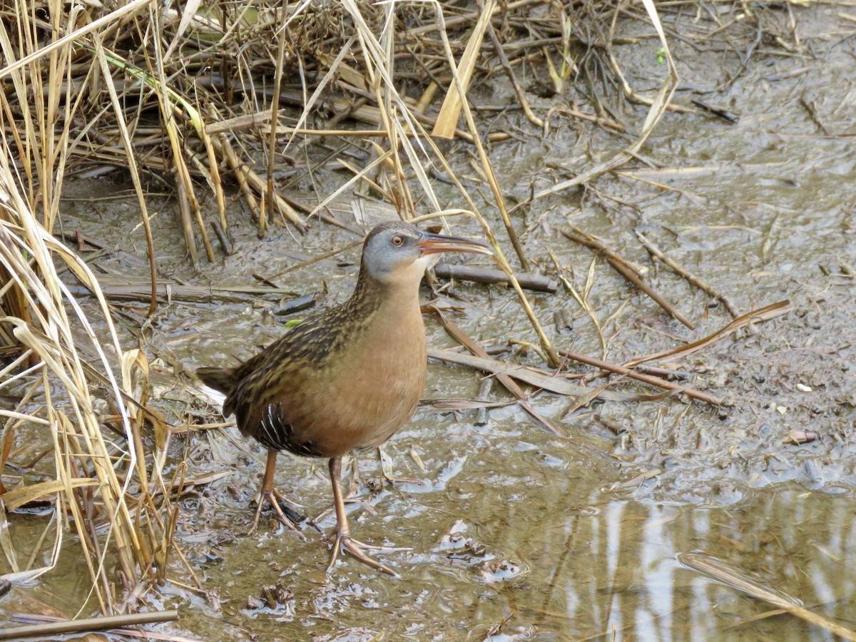 Virginia Rail - ML613041902