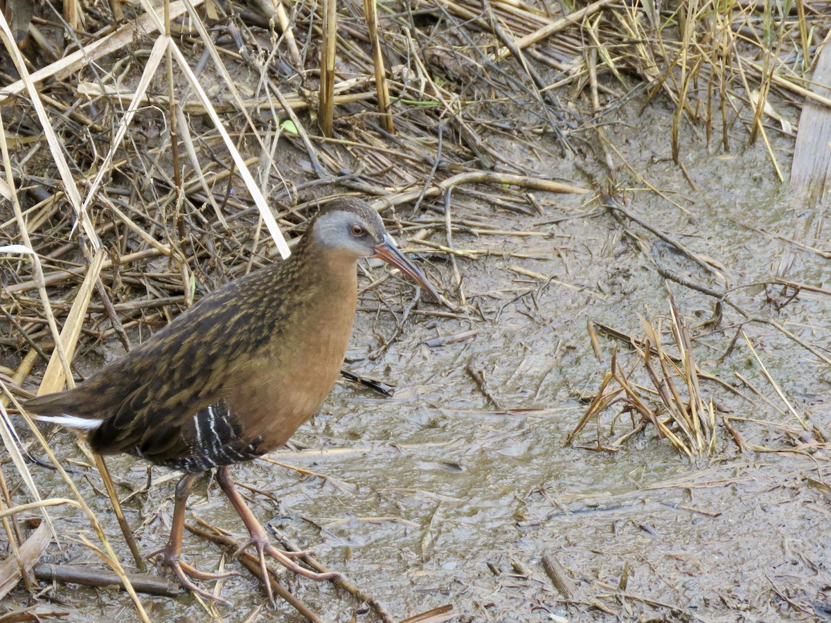 Virginia Rail - ML613041903