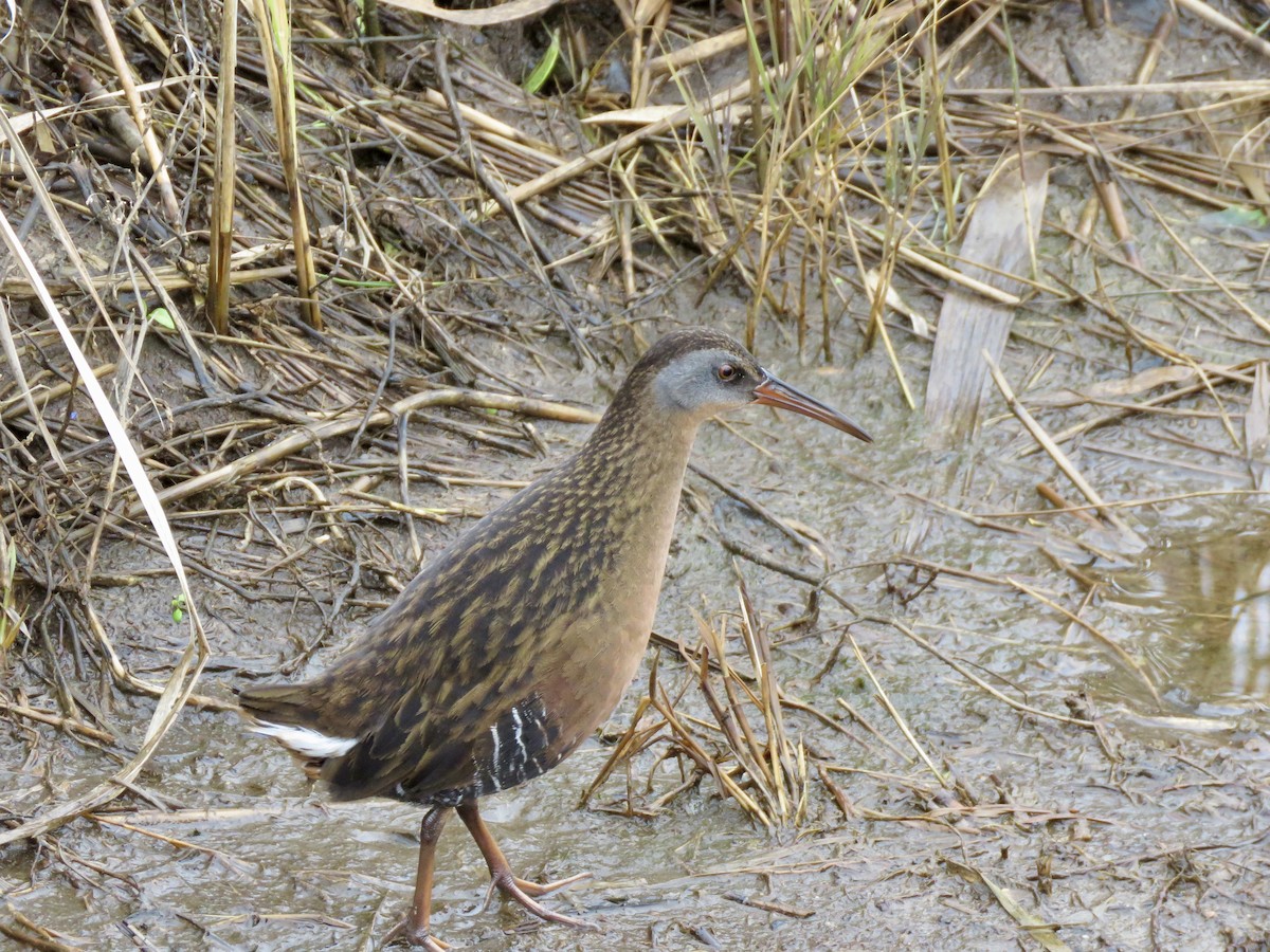 Virginia Rail - ML613041904