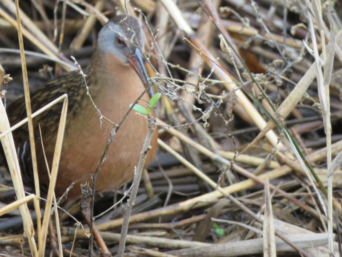 Virginia Rail - ML613041906