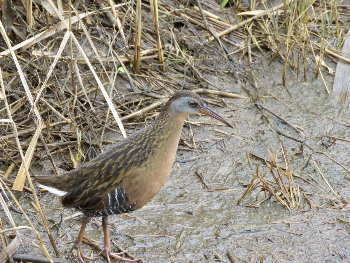 Virginia Rail - ML613041908