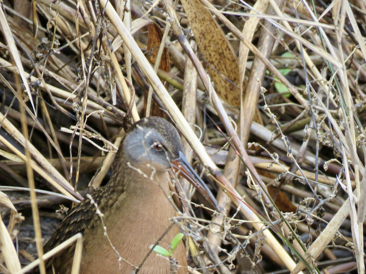 Virginia Rail - ML613041909