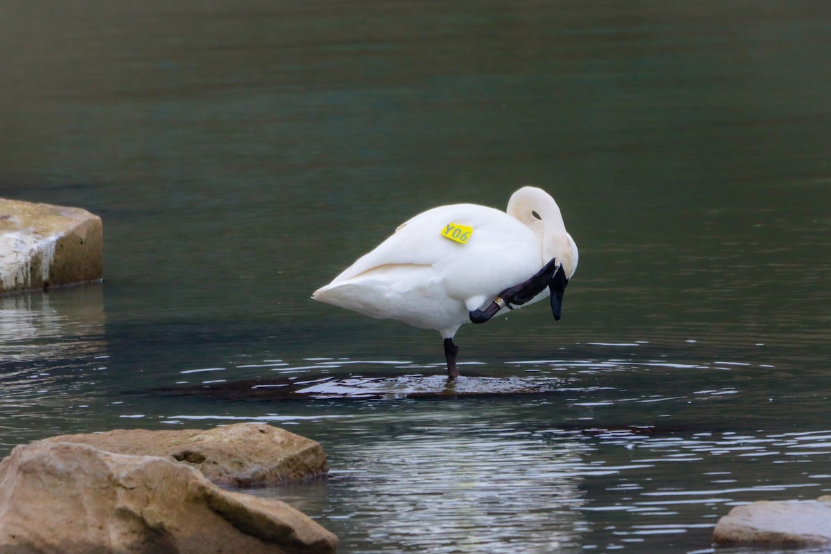 Cisne Trompetero - ML613041965