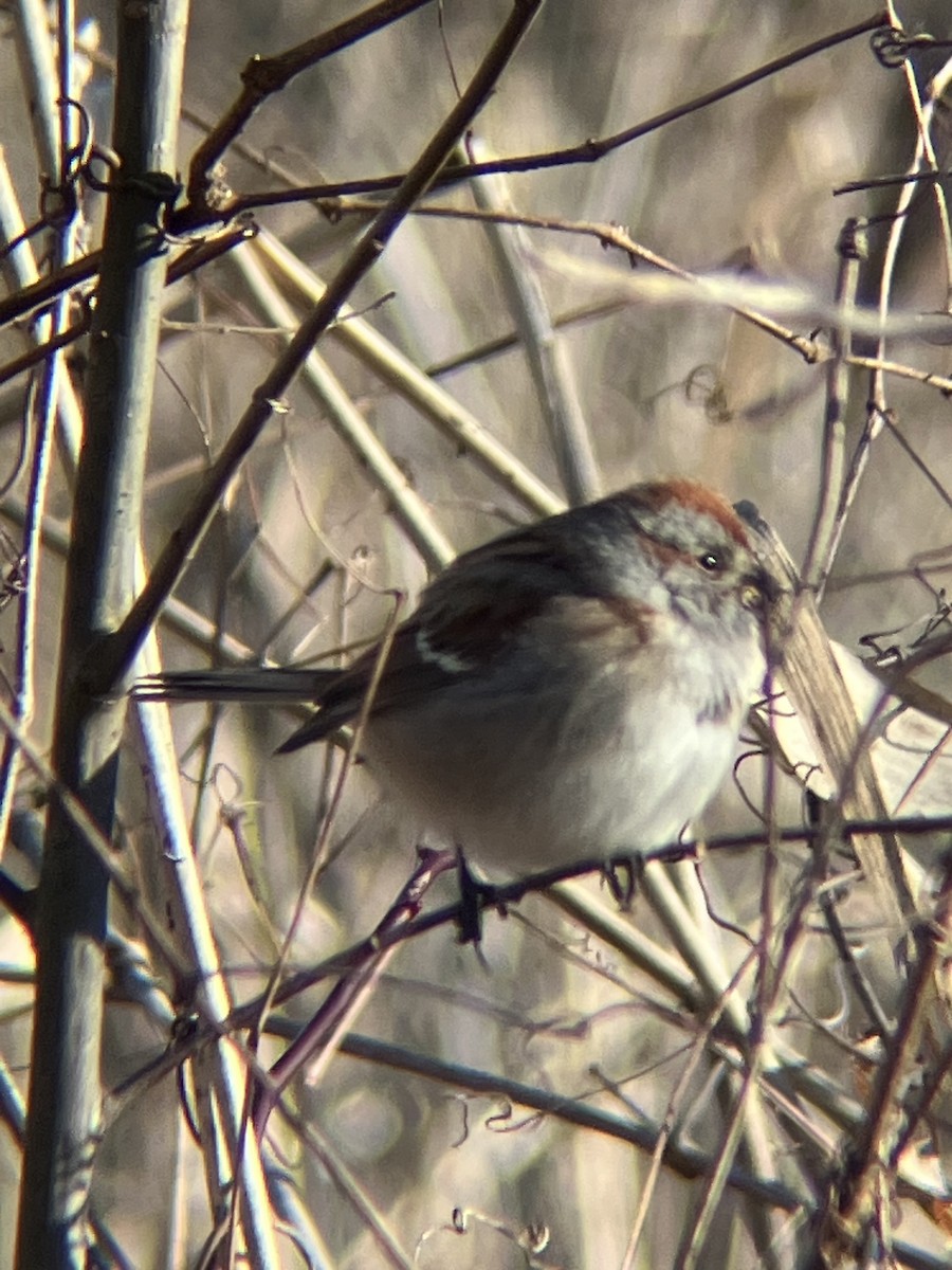 American Tree Sparrow - ML613041969