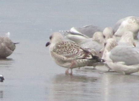 Great Black-backed Gull - ML613042043