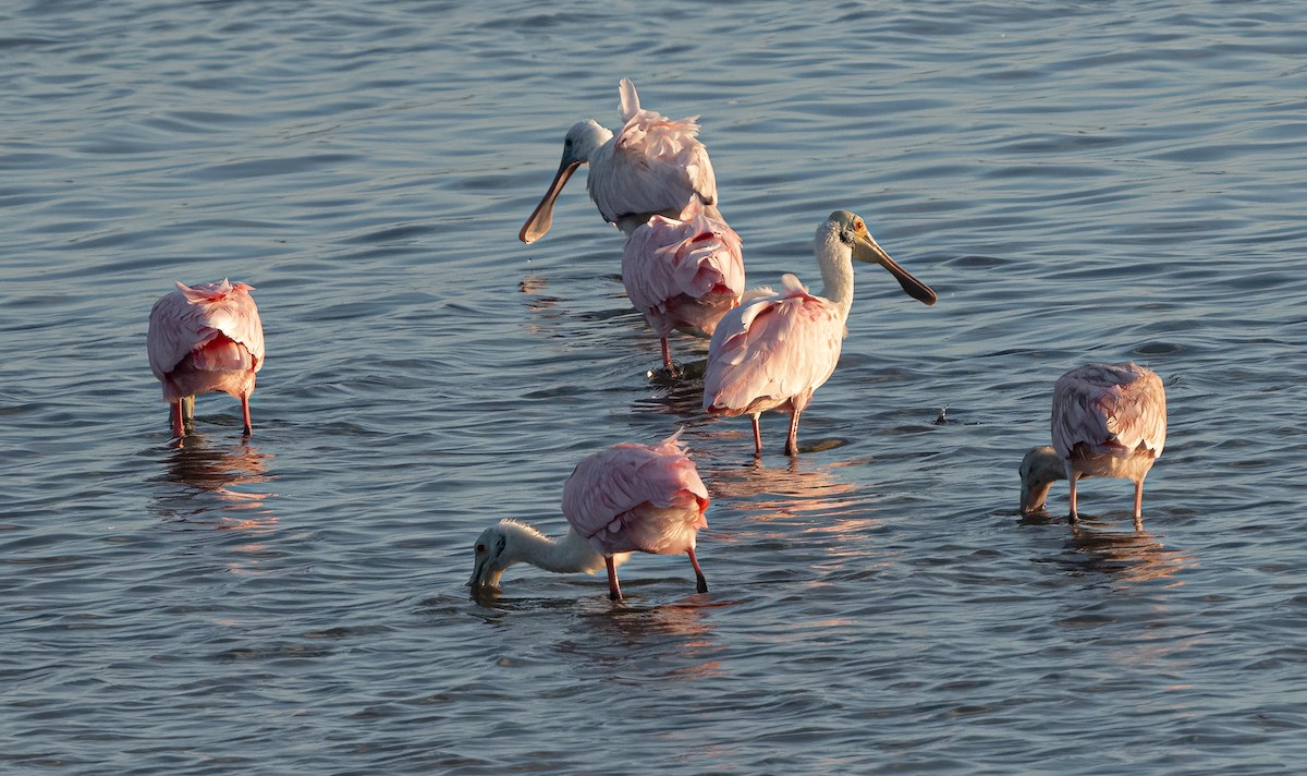 Roseate Spoonbill - ML613042048