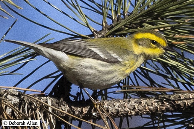 Townsend's Warbler - ML613042054