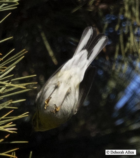 Townsend's Warbler - ML613042063