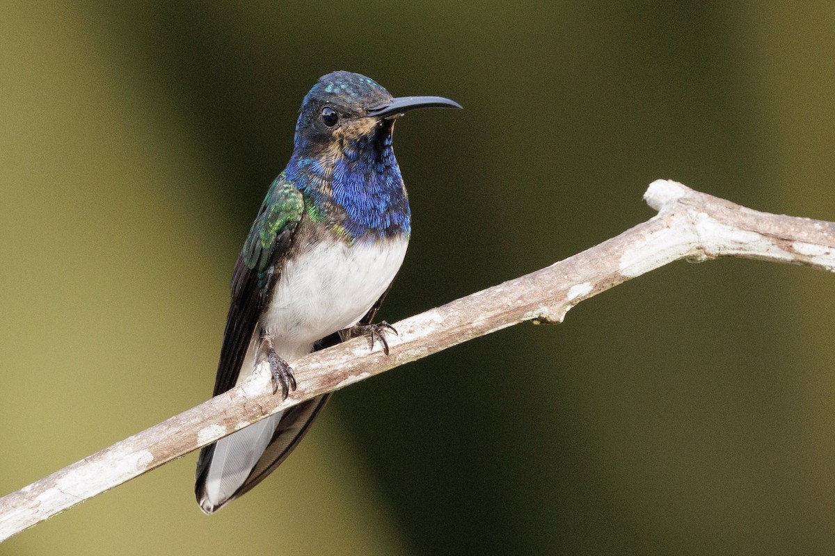 Colibrí Nuquiblanco - ML613042135