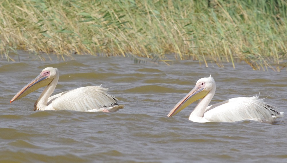 Great White Pelican - ML613042161