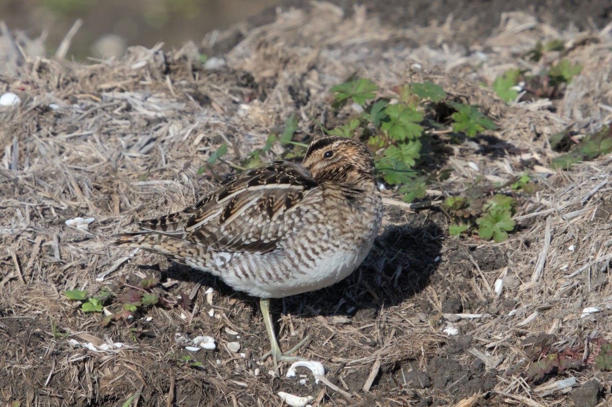 Wilson's Snipe - ML613042183