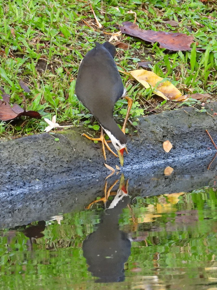 White-breasted Waterhen - ML613042195