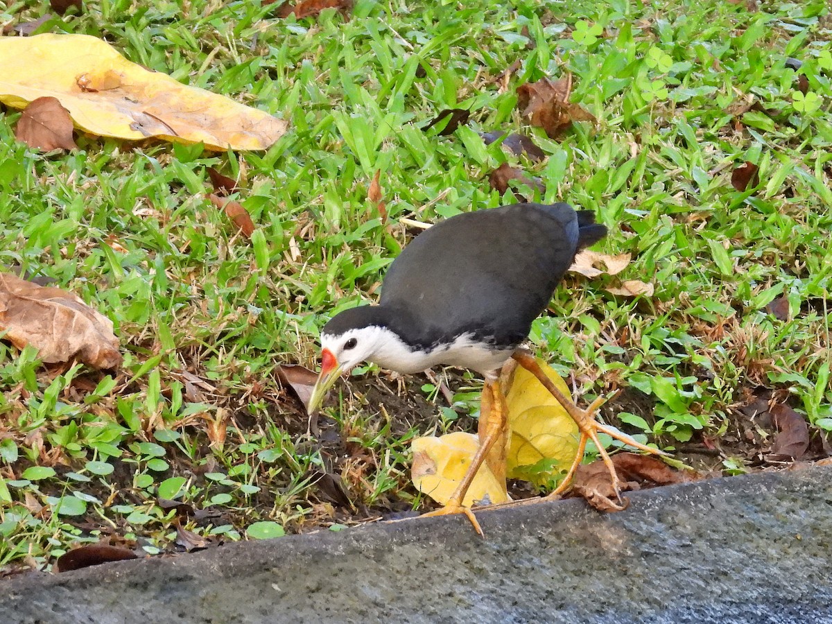 White-breasted Waterhen - ML613042230