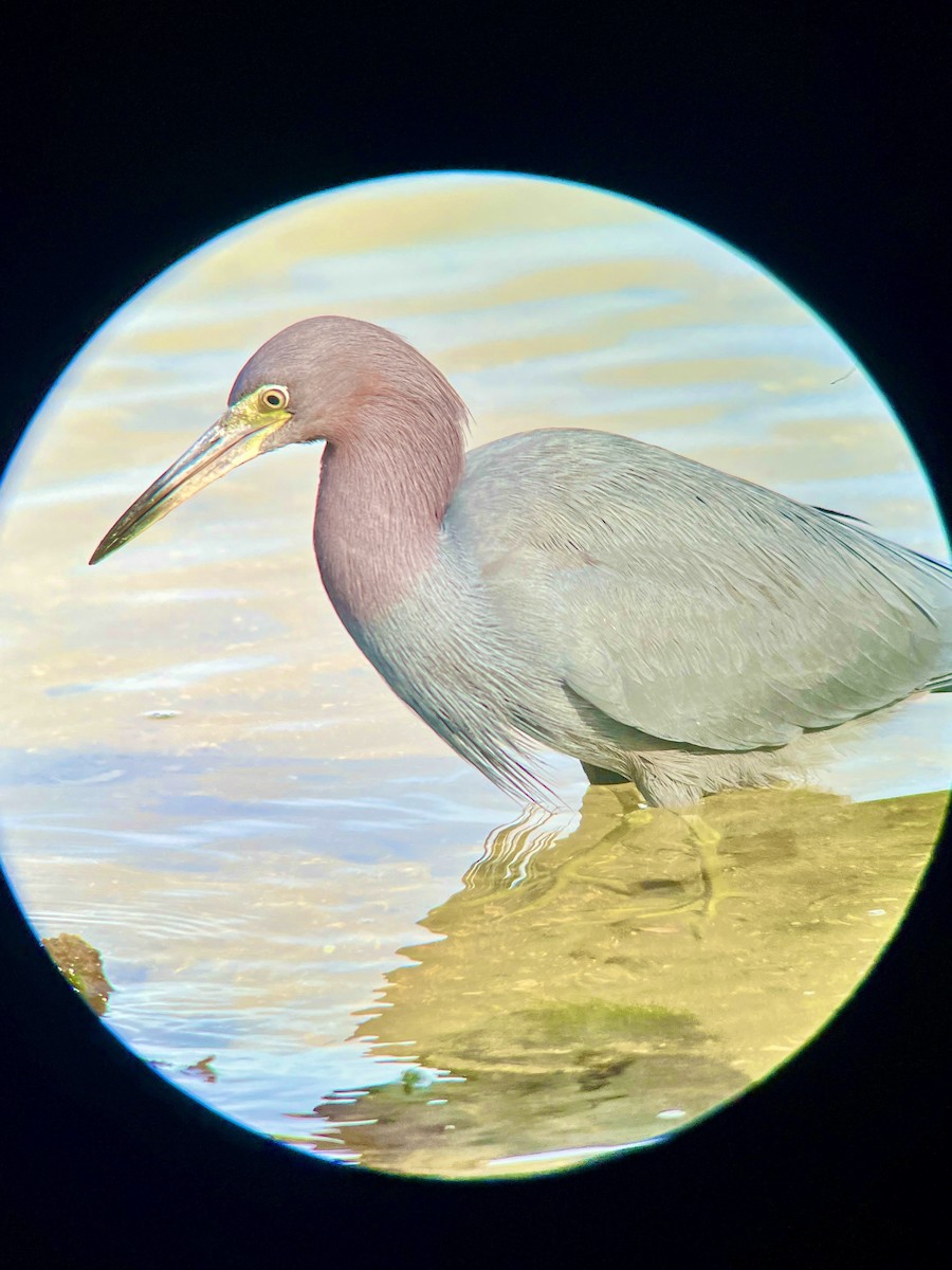 Little Blue Heron - ML613042233