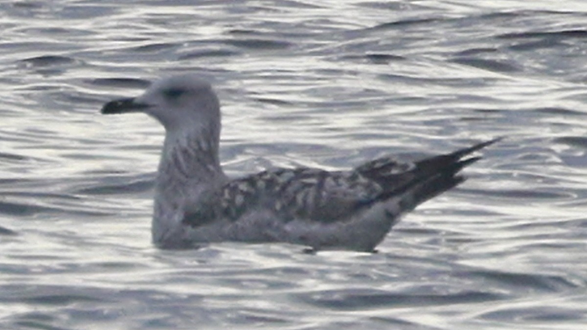 Caspian Gull - ML613042246