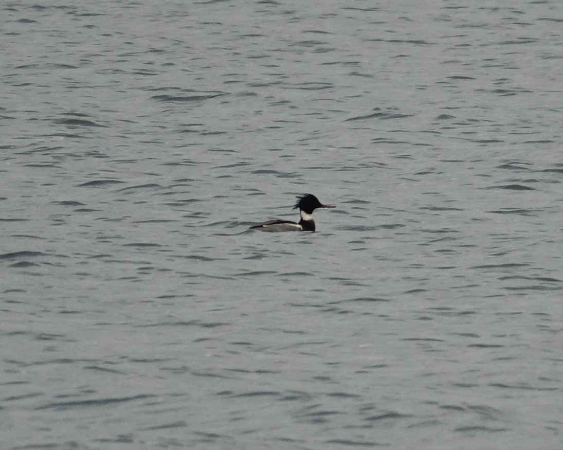 Red-breasted Merganser - ML613042274