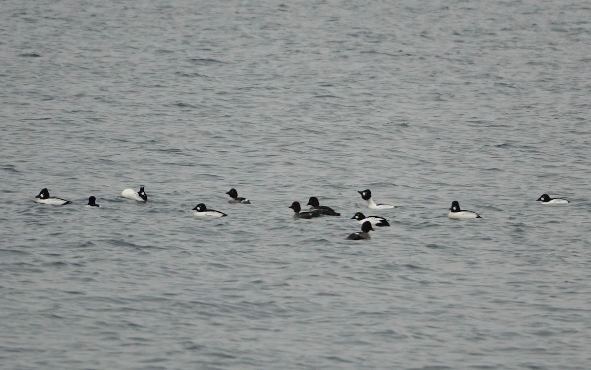 Common Goldeneye - ML613042335