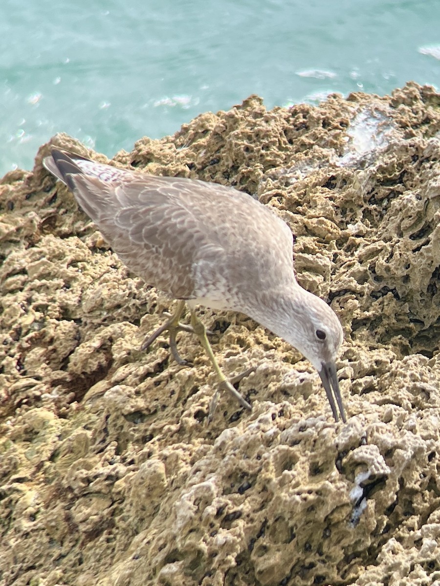 Red Knot - ML613042337