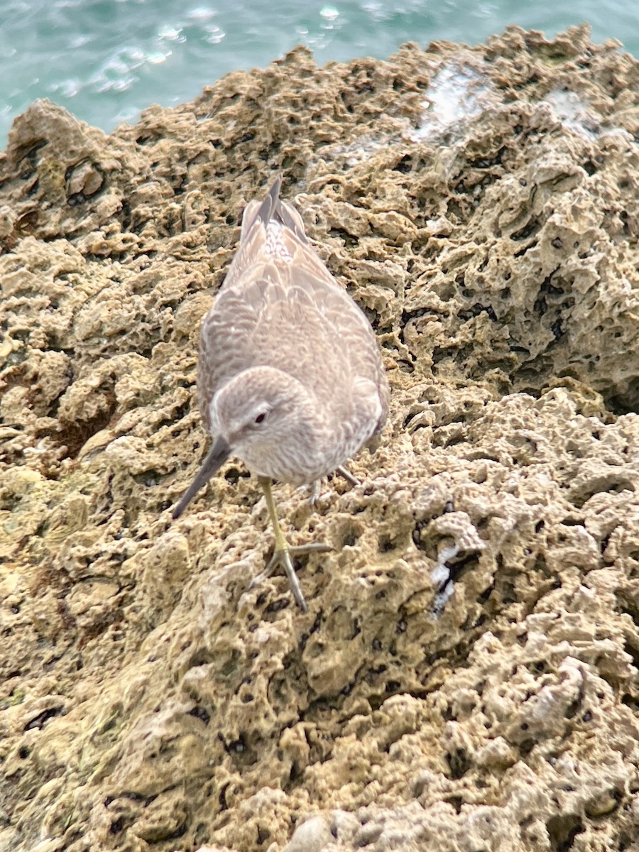 Red Knot - ML613042339